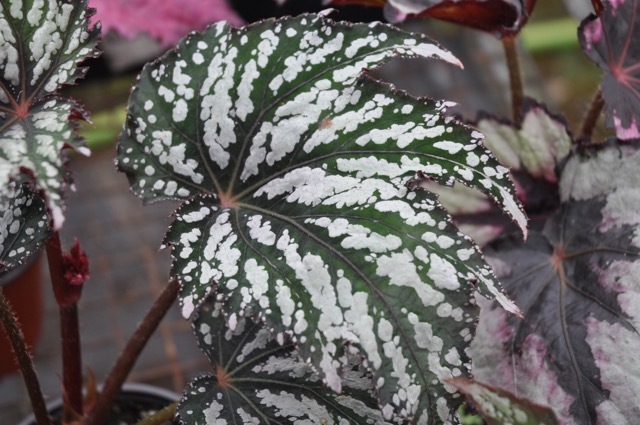 B. ‘Emerald Ice’
